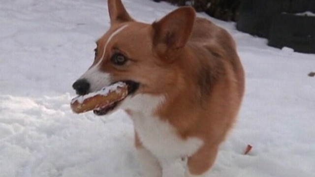 VIDEO: Corgi survived Montana avalanche that killed his owner.