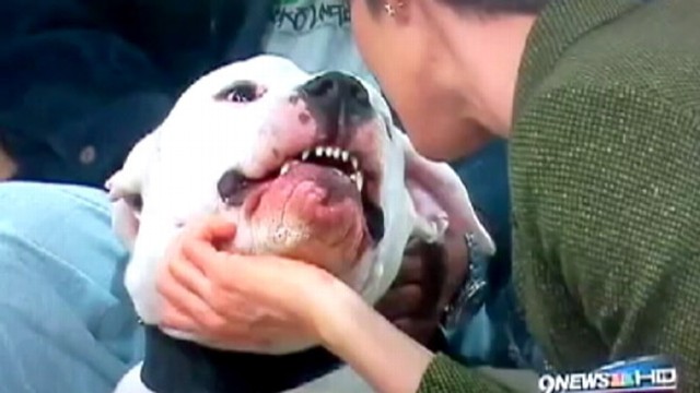VIDEO: Denver anchor Kyle Dyer is in fair condition after being bitten by a rescue dog.