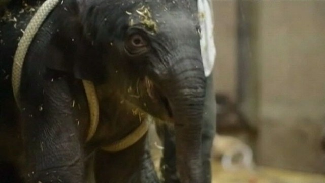 VIDEO: Zoo officials are negotiating with Have Trunk Will Travel to get ownership of the calf.