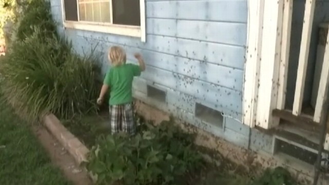 VIDEO: Swarms of insects invade rural town of Herald, devouring vegetation.
