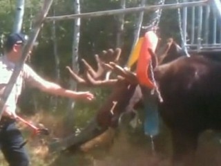 Watch: Moose Wages War Against Swing Set