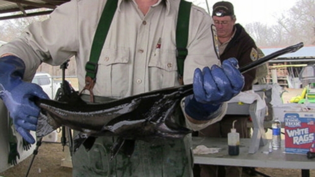 VIDEO: Texas project involving the U.S. Army Corps of Engineers will reintroduce paddlefish to Caddo Lake.