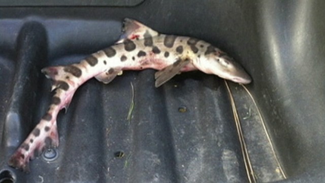 VIDEO: The 2-foot-long shark surprised golfers at San Juan Hills Golf Clubs 12th hole.