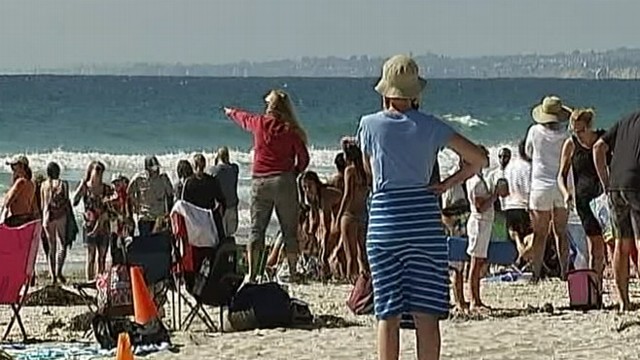 VIDEO: Lifeguard spotted possible great white shark about 50 yards off La Jolla Shores.