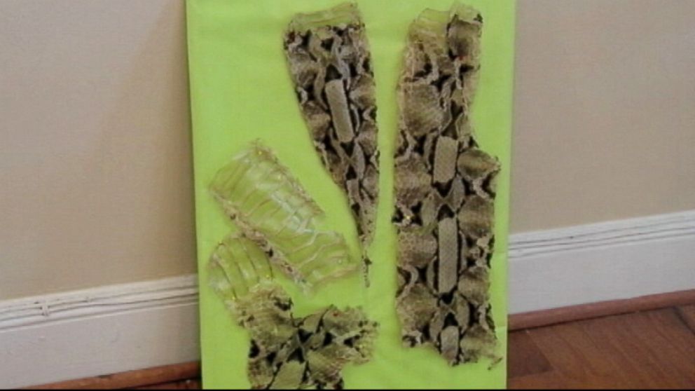VIDEO: Experts believe a Gaboon viper went loose at an apartment complex in South Carolina.