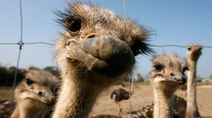 Dont stick your head in the sand when it comes to retirement.