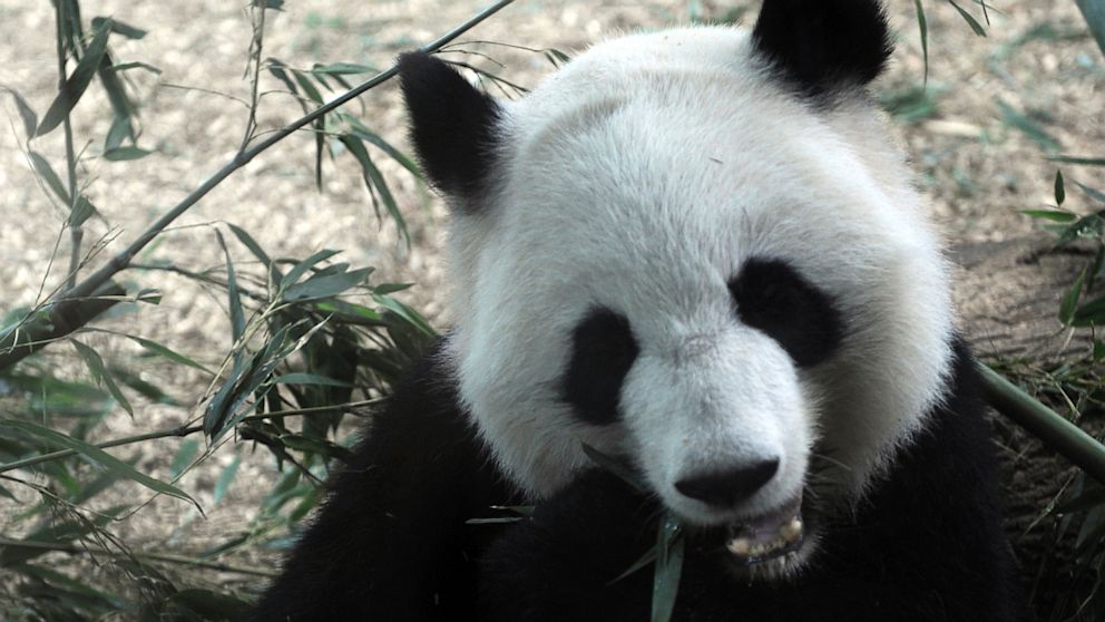 PHOTO: In this Sept. 16, 2009 file photo, giant panda Lun Lun eats a bushel of bamboo at Zoo Atlanta in Atlanta. Lun Lun gave birth Monday, July 15, 2013, at Zoo Atlanta to two tiny cubs.