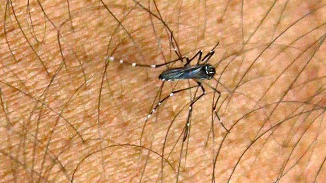 PHOTO: Aedes aegypti mosquito