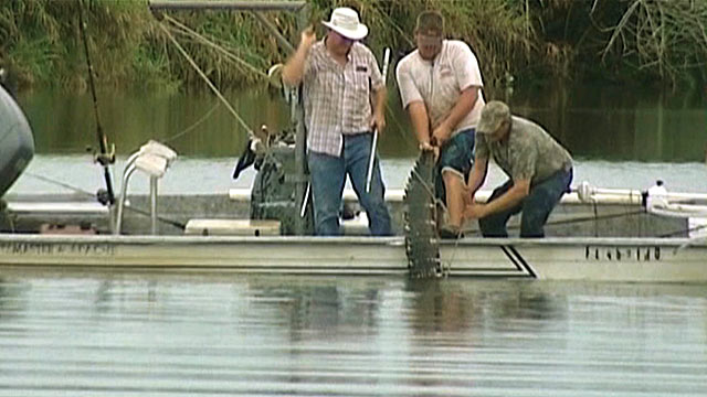 PHOTO: An 11-foot alligator that attacked a swimmer is pulled from the water after it was killed, July 9, 2012 in the Caloosahatchee River.