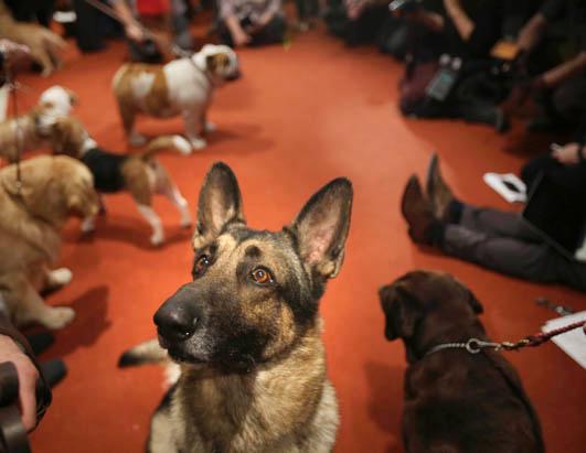 American Kennel Club's Most Popular Dogs Breeds