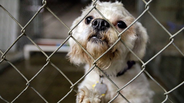 PHOTO: One of three dogs taken from the home of Ariel Castro peers out from its cage at the city kennel in Cleveland, May 21, 2013.