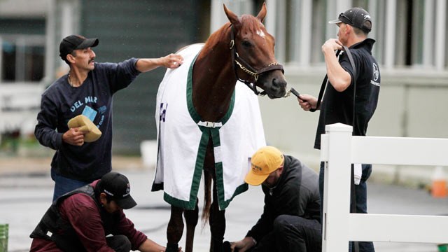 PHOTO: Trainer Doug ONeill, lower right, kneels to tape the leg of Ill Have Another after a workout on June 4, 2012 at Belmont Park in Elmont, N.Y.