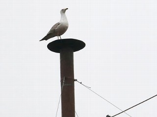 Seagull Perched on Sistine Chapel Chimney Draws Twitter, Meme Antics