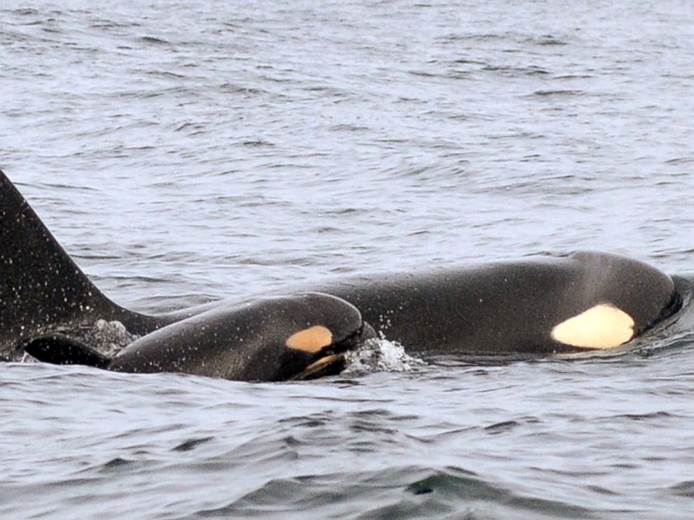PHOTO: In this Feb. 25, 2015 photo provided by the NOAA, a new baby orca swims alongside an adult whale, believed to be its mother, about 15 miles off the coast of Westport, Wash.