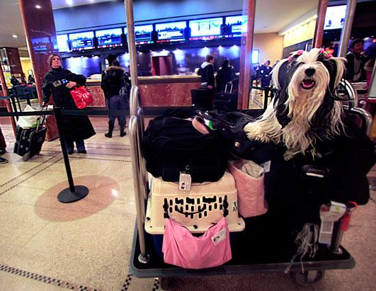 Westminster Dog Show