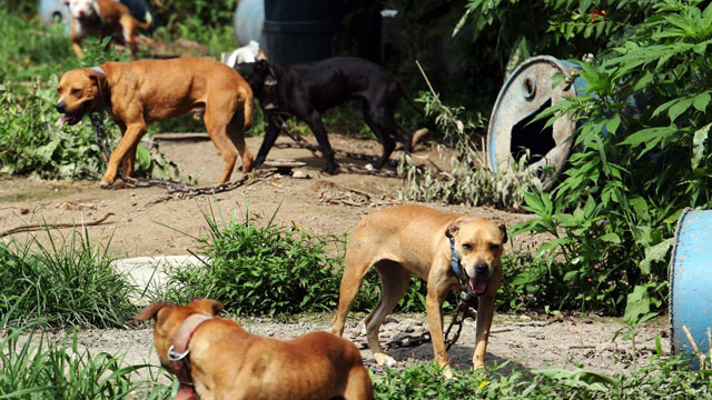 PHOTO: Dogs stand chained before being taken away by Humane Society officials in St. Louis. The dogs were among 350 mostly American Pit Bull Terrier dogs seized during raids in five states.