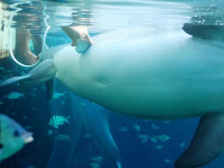 On Video, Dolphin Gives Birth to Calf