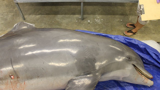 PHOTO: A fatally wounded dolphin is shown in this November 2012 photo provided by the Institute for Marine Mammal Studies of Gulfport Miss.