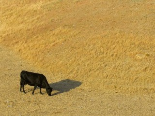 Photos: Severe Drought Threatens US