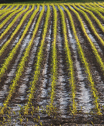 Soggy Corn