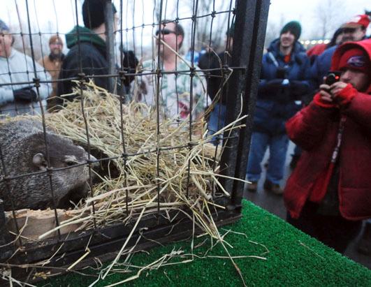Meet the Groundhogs
