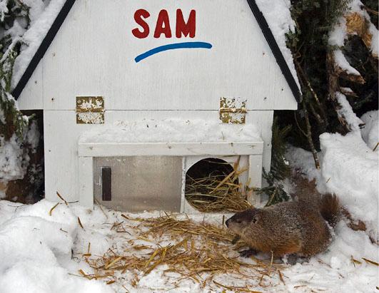 Meet the Groundhogs