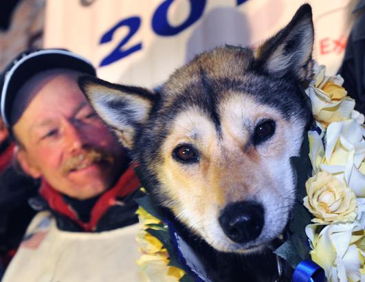 Iditarod Dog Sled Race 2013