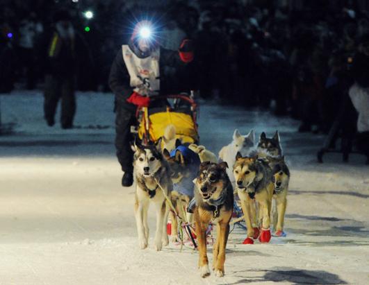 Iditarod Dog Sled Race 2013
