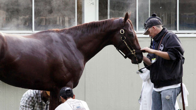 PHOTO: Steam rises from Ill Have Another as trainer Doug ONeill, rear left, kneels to wrap the horses left foot, following a workout at Belmont Park, June 8, 2012 in Elmont, N.Y.