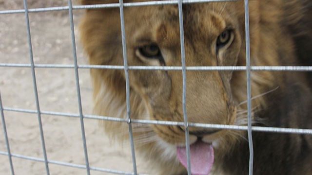 PHOTO: This Oct. 12, 2012 photo released by JP Marketing shows a 4-year-old male African lion named Couscous at Cat Haven, a private wild animal park in Dunlap, Calif.