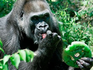 Oldest Gorilla