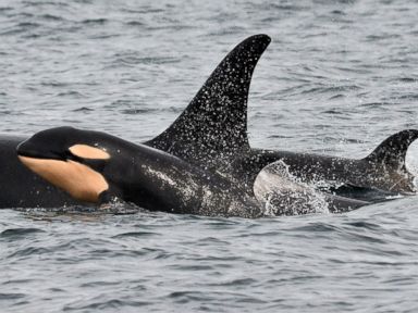Orca Baby Boom Hits Puget Sound