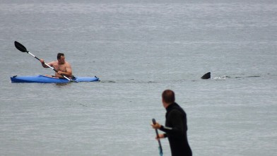 PHOTO: Walter Szulc Jr., in kayak at left, looks back at the dorsal fin of an approaching shark at Nauset Beach in Orleans, Mass. in Cape Cod, July 7, 2012.