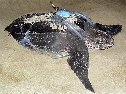 leatherback turtle