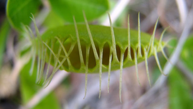 PHOTO: In this 2009 photo provided by The Nature Conservancy, a Venus flytrap is open, in the Green Swamp Preserve in Brunswick County, N.C. Three Brunswick county residents were arrested and charged with poaching Venus flytraps from The Nature Conservan