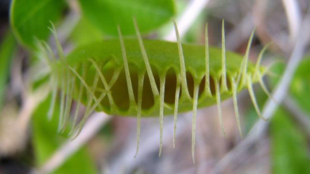 PHOTO: In this 2009 photo provided by The Nature Conservancy, a Venus flytrap is open, in the Green Swamp Preserve in Brunswick County, N.C. Three Brunswick county residents were arrested and charged with poaching Venus flytraps from The Nature Conservan