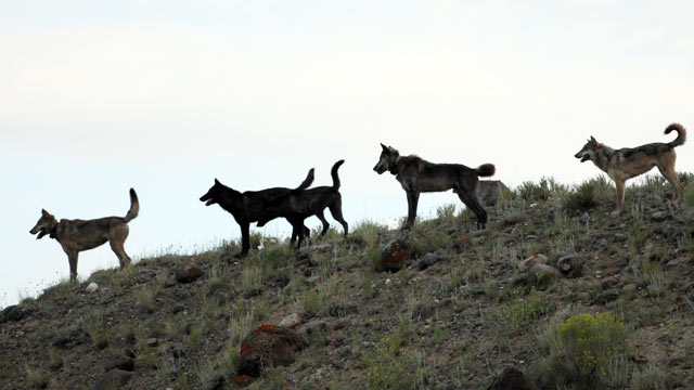 PHOTO: The Lamar Canyon wolf pack are seen on a hillside in Yellowstone National Park, Wyo., Aug. 2012.