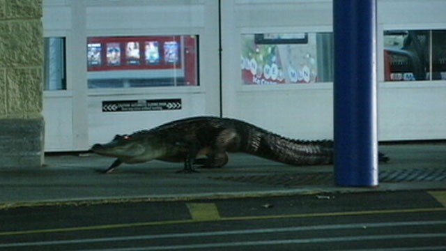 VIDEO: Walmart employees kept store doors locked to protect customers from the 6-foot alligator.