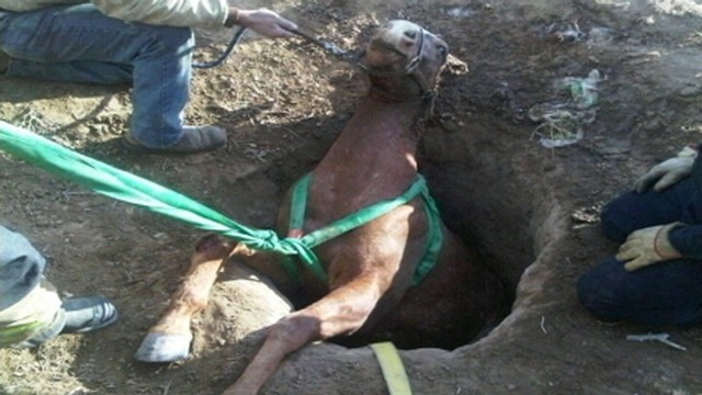 VIDEO: The pregnant mare in southern Colorado is resting after the ordeal.