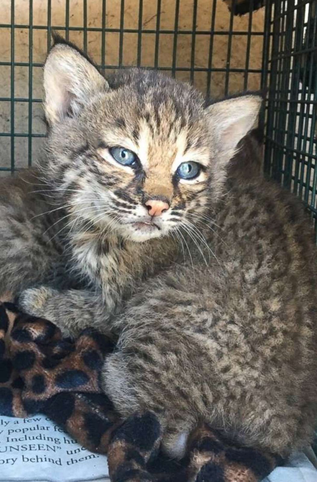 Bobcat Kittens | Wallpapers Gallery