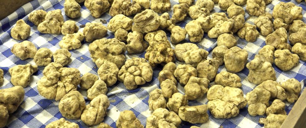 PHOTO: A collection of expensive, Italian white truffles before they are sold at Urbani Tartufi, the company that is said to control 70 percent of the global truffle trade. 
