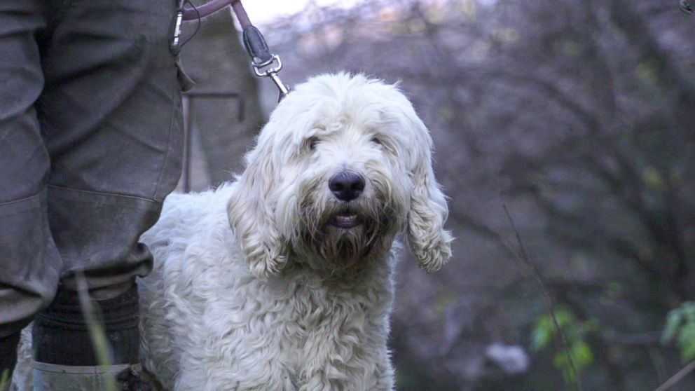 PHOTO: Truffle hunter Carlo Marenda depends on his dog to sniff out truffles in the forest of Alba, Italy, a technique that most hunters use to find truffles.