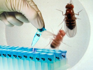 gay fruit flies