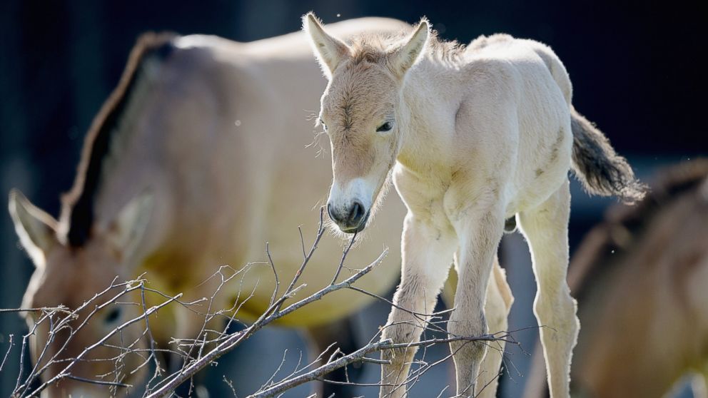 PHOTO: A Przewalskis colt foal is shown at the Highland Wildlife Park in Kingussie, Scotland, in this Sept. 9, 2013 photo.