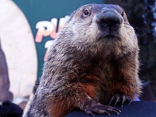 Punxsutawney Phil Indicted Over Cold