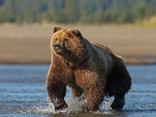 Grizzly Bear Mauls Calif. Man to Death