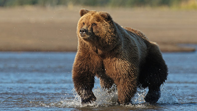 PHOTO: Alaskan Brown Bear
