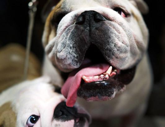 American Kennel Club's Most Popular Dogs Breeds