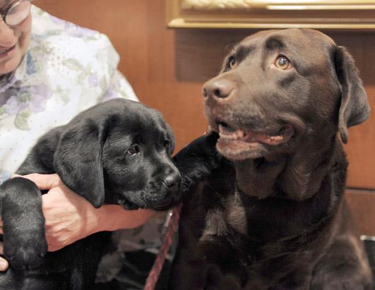 American Kennel Club's Most Popular Dogs Breeds