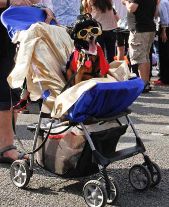 Mardi Gras Dog Parade